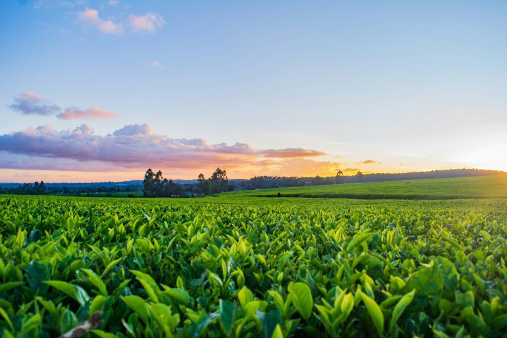Agriculture - Water Soluble Benefits - Solupak